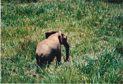 picture of Mountain Lodge
 Kenya