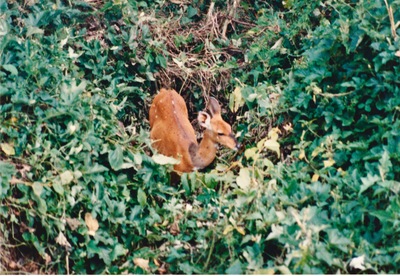 picture of Mountain Lodge
 Kenya