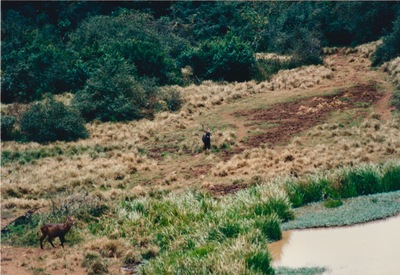 picture of Mountain Lodge
 Kenya