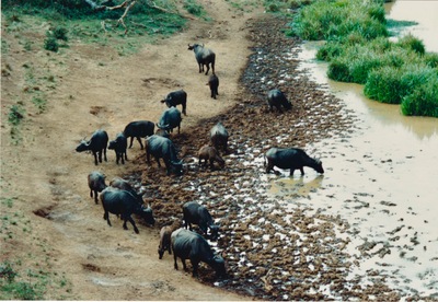 picture of Mountain Lodge
 Kenya