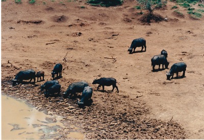 picture of Mountain Lodge
 Kenya