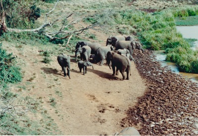 picture of Mountain Lodge
 Kenya