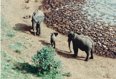 picture of Mountain Lodge
 Kenya
