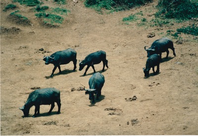 picture of Mountain Lodge
 Kenya