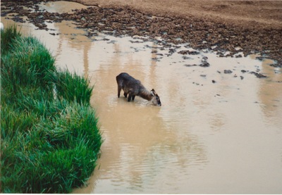 picture of Mountain Lodge
 Kenya