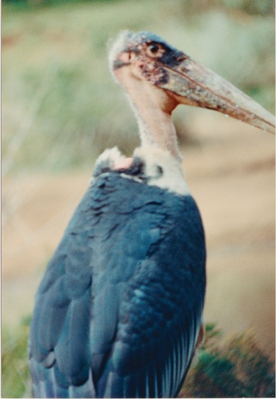 picture of Mountain Lodge
 Kenya