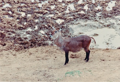 picture of Mountain Lodge
 Kenya