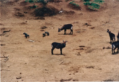picture of Mountain Lodge
 Kenya