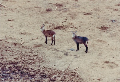 picture of Mountain Lodge
 Kenya