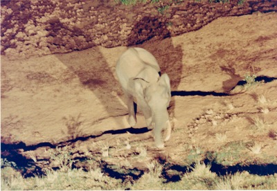 picture of Mountain Lodge
 Kenya
