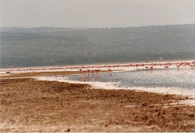 picture of Lake Nakuru
 Kenya