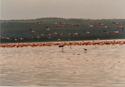 picture of Lake Nakuru
 Kenya
