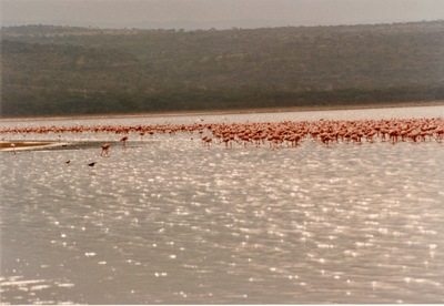 picture of Lake Nakuru
 Kenya