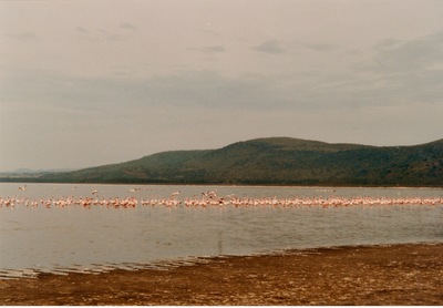 picture of Lake Nakuru
 Kenya