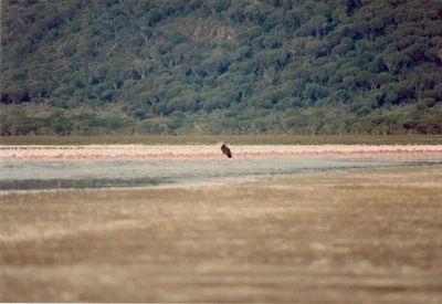 picture of Lake Nakuru
 Kenya