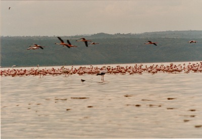 picture of Lake Nakuru
 Kenya