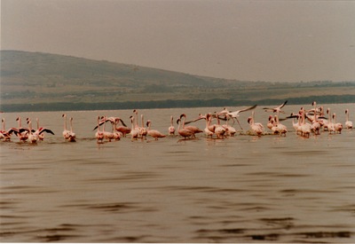 picture of Lake Nakuru
 Kenya