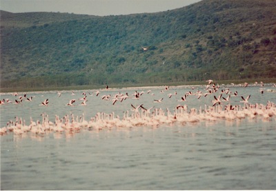 picture of Lake Nakuru
 Kenya