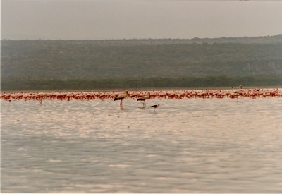 picture of Lake Nakuru
 Kenya