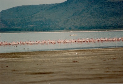 picture of Lake Nakuru
 Kenya