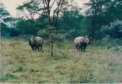 picture of Lake Nakuru
 Kenya