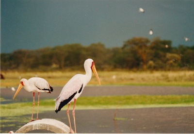 picture of Lake Nakuru
 Kenya