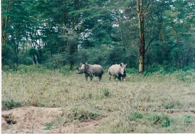 picture of Lake Nakuru
 Kenya