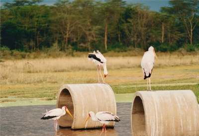 picture of Lake Nakuru
 Kenya