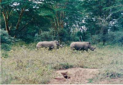 picture of Lake Nakuru
 Kenya