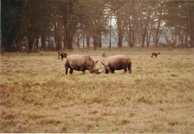 picture of Lake Nakuru
 Kenya