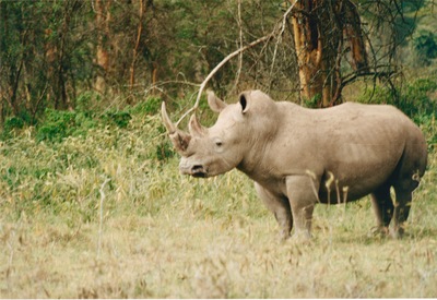 picture of Lake Nakuru
 Kenya