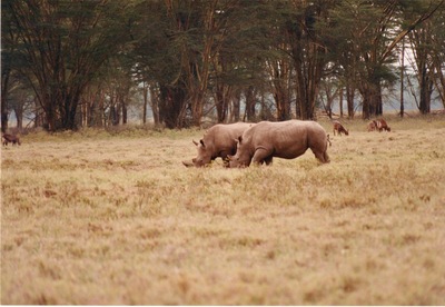 picture of Lake Nakuru
 Kenya