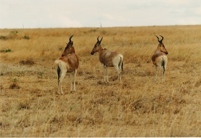 picture of Lake Nakuru
 Kenya