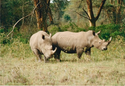 picture of Lake Nakuru
 Kenya