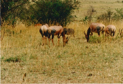 picture of Lake Nakuru
 Kenya