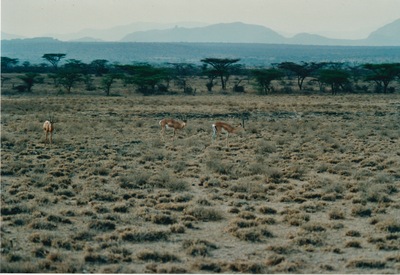 picture of Samburu Reserve
 Kenya