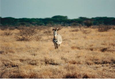 picture of Samburu Reserve
 Kenya