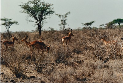 picture of Samburu Reserve
 Kenya