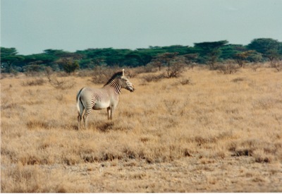 picture of Samburu Reserve
 Kenya