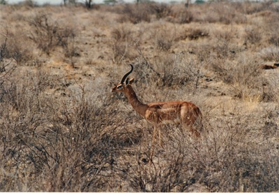 picture of Samburu Reserve
 Kenya