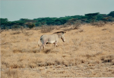 picture of Samburu Reserve
 Kenya