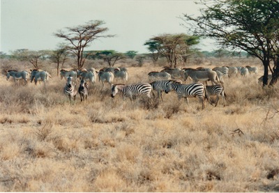 picture of Samburu Reserve
 Kenya