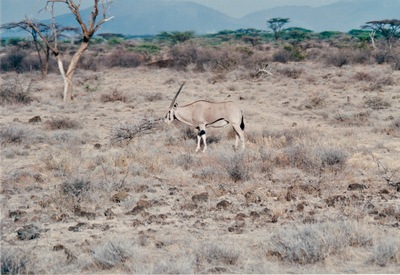 picture of Samburu Reserve
 Kenya