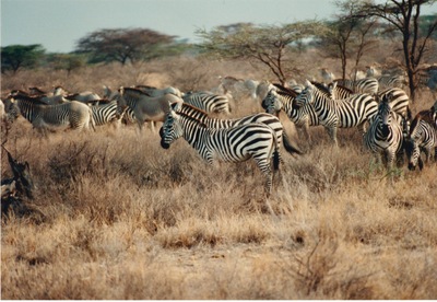 picture of Samburu Reserve
 Kenya