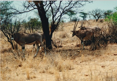 picture of Samburu Reserve
 Kenya