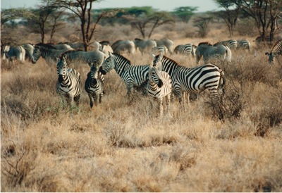 picture of Samburu Reserve
 Kenya