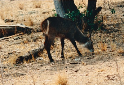 picture of Samburu Reserve
 Kenya