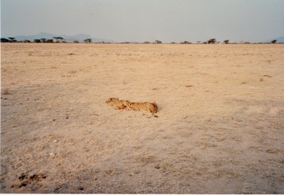 picture of Samburu Reserve
 Kenya