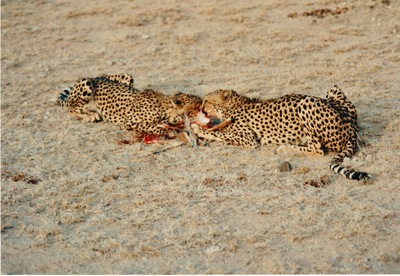 picture of Samburu Reserve
 Kenya