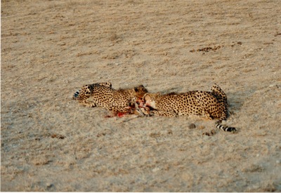 picture of Samburu Reserve
 Kenya